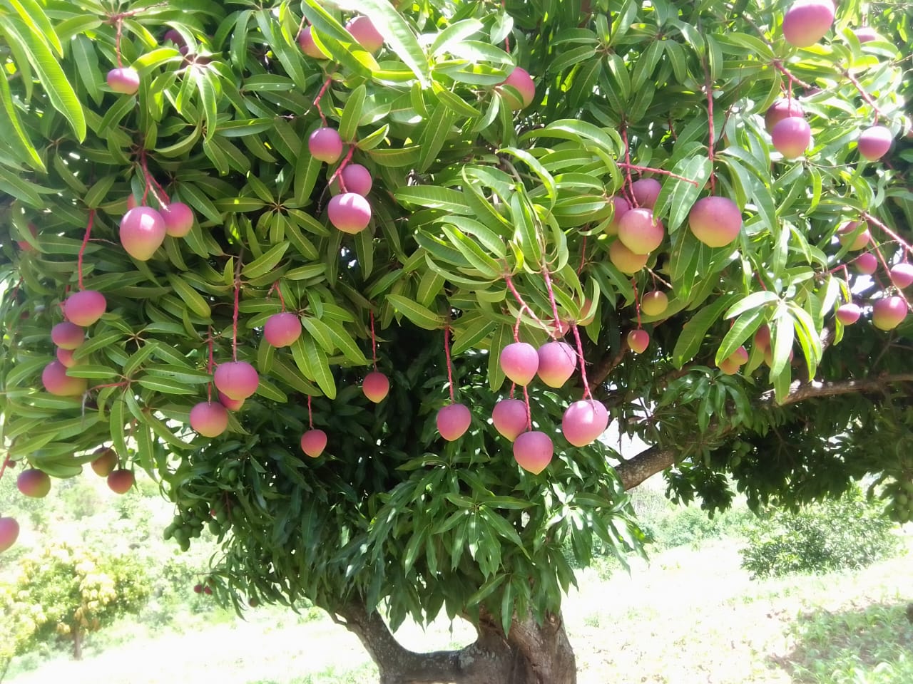 Mangoes ripening on a tree